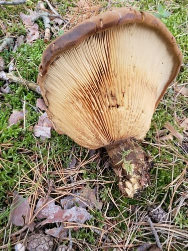 Ponurnik aksamitny