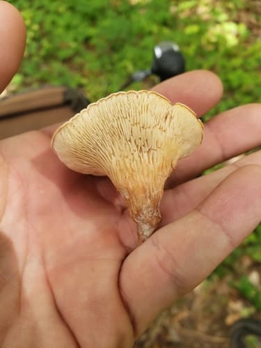 Pieczarniaki