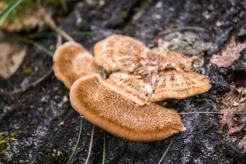 Żagwiowate