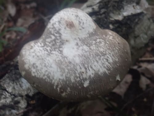 Białoporek brzozowy