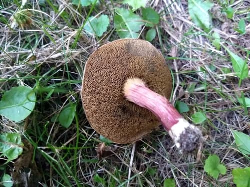 Borowikowate