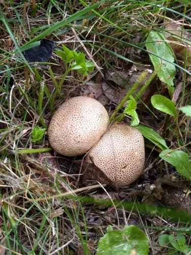 Tęgoskór