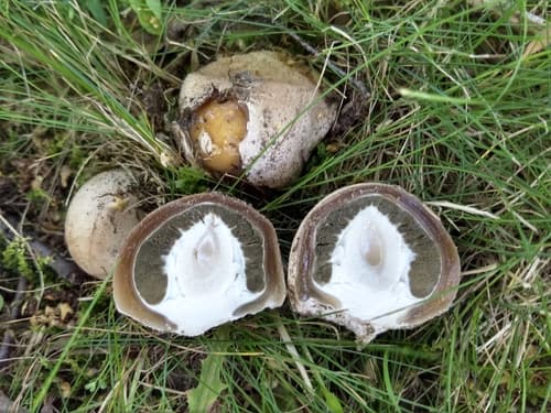 Sromotnik smrodliwy