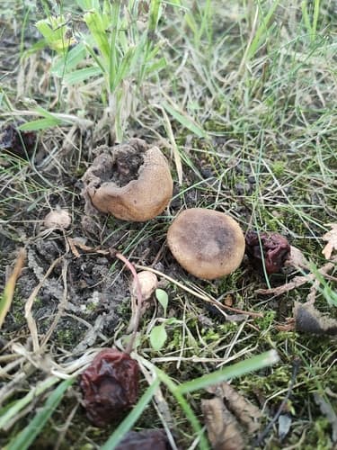 Tęgoskór cytrynowy