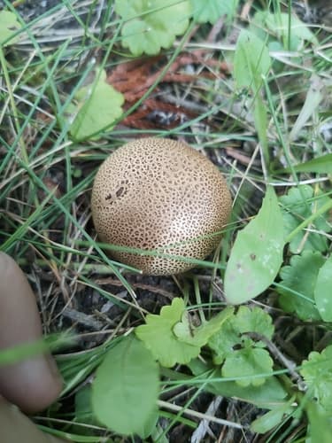Tęgoskór cytrynowy