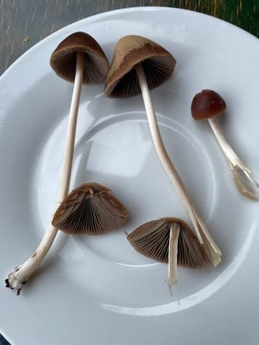 Agaricineae