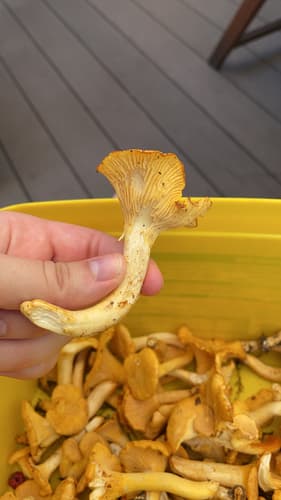Cantharellus