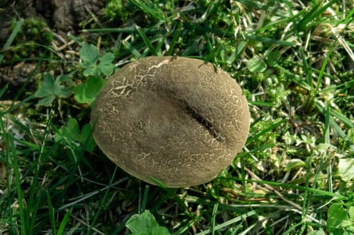 Podgrzybek złotopory