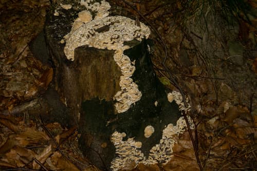 Szaroporka