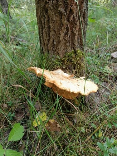 Żagwiowce