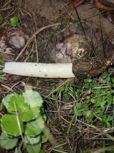 Sromotnik smrodliwy