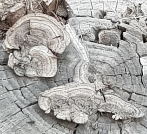 Pieczarniaki