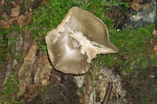 Pluteus petasatus