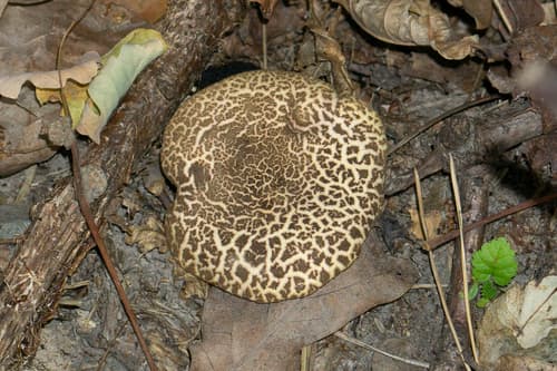 Xerocomellus