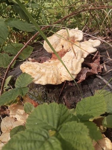 Żółciak siarkowy
