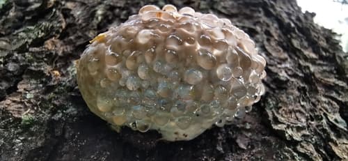 Pieczarniaki
