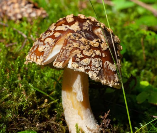 Muchomor królewski