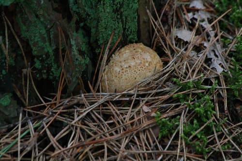 Tęgoskór cytrynowy