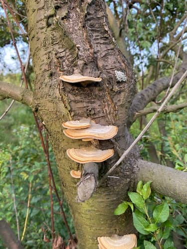 Ganoderma