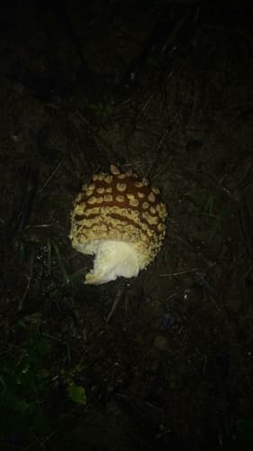Muchomor królewski