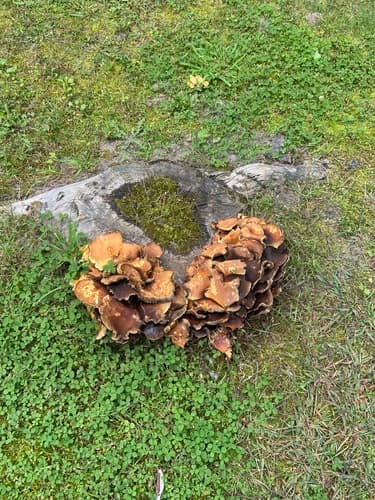 Agaricineae