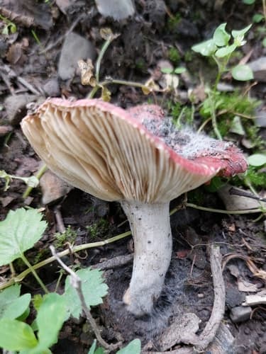 Gołąbek krwisty