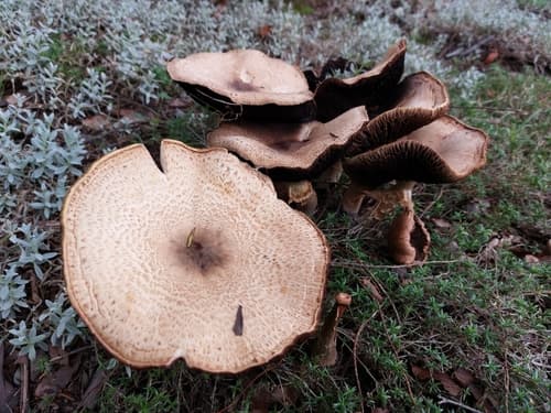 Pieczarka okazała