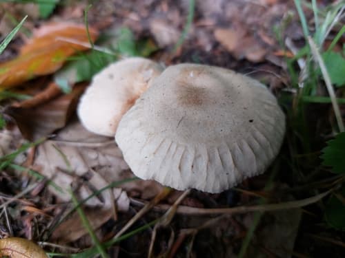 Grzybówka hełmiasta