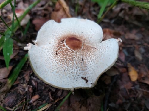 Czubajeczka cuchnąca
