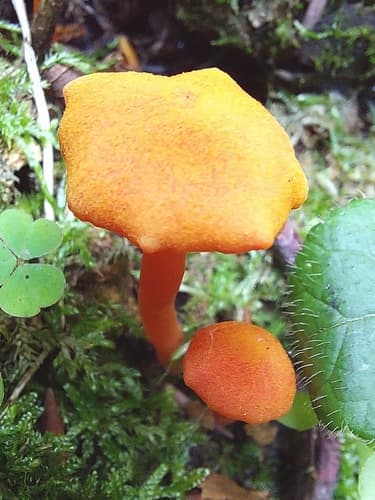 Wilgotnica