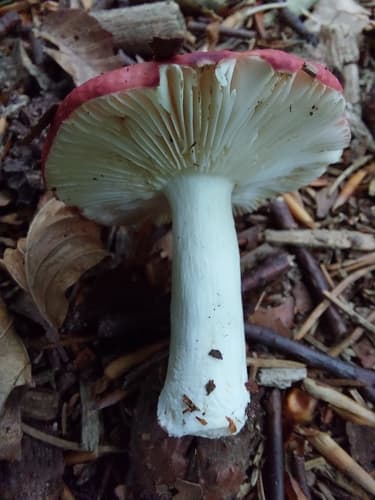 Gołąbek krwisty