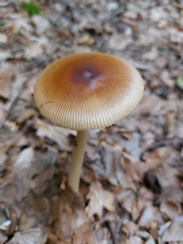 Amanita fulva