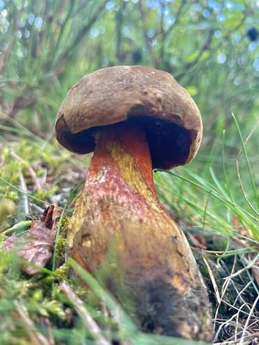 krasnoborowik ceglastopory
