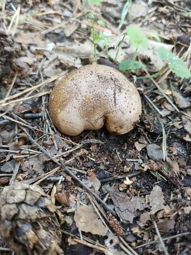 Tęgoskór cytrynowy