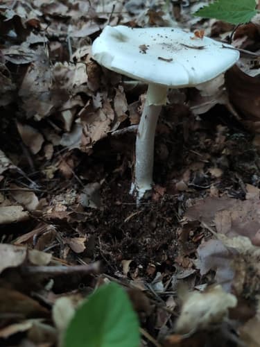 Amanita phalloides alba