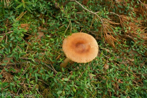 Muchomor rdzawobrązowy