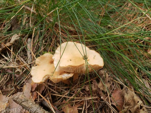 Pieczarkowce