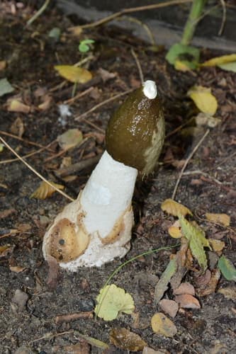 Sromotnik smrodliwy