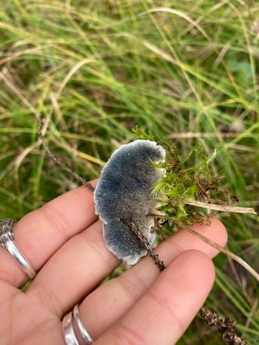 Cyanosporus