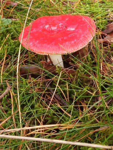 Gołąbek