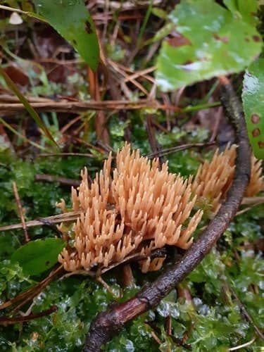 Gomphaceae