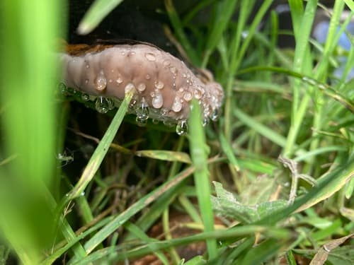Żagwiowce