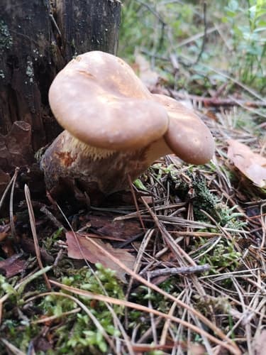 Ponurnik aksamitny