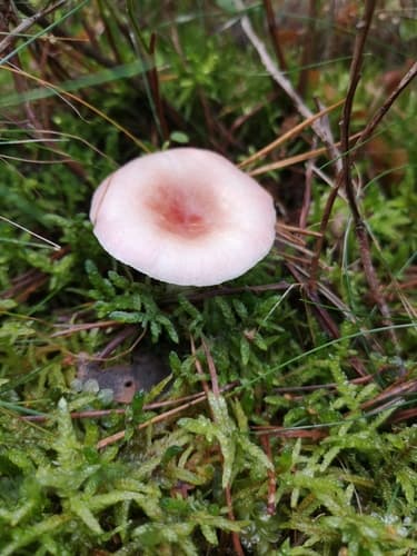Gołąbek