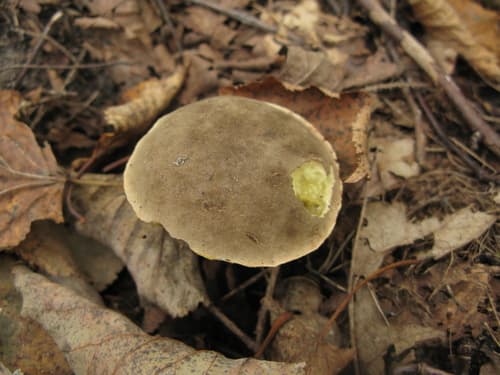 Pieczarniaki