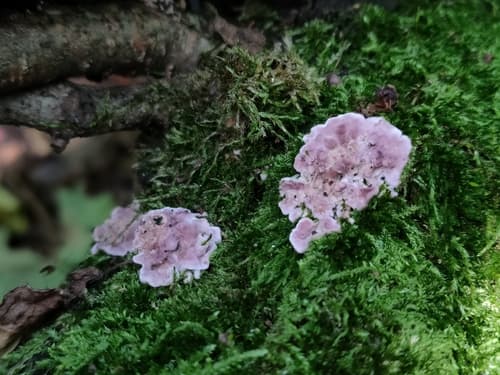 Chrząstkoskórnik purpurowy