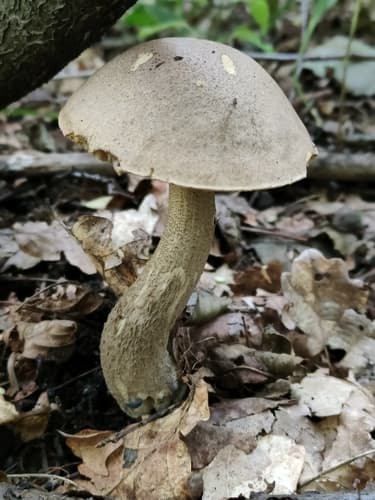 Leccinoideae