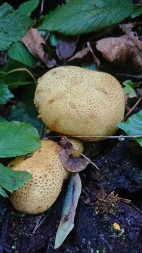 Tęgoskór cytrynowy