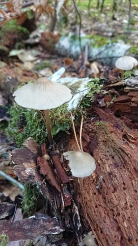 Grzybówka hełmiasta