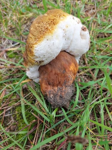 piaskowiec kasztanowaty